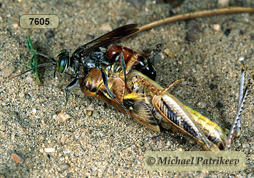 Antenna-waving Wasp (Tachysphex pechumani)
